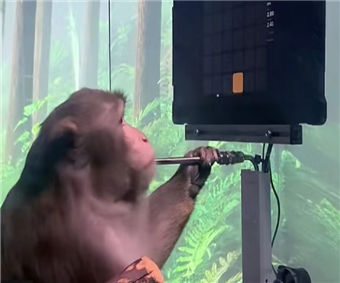 Elon Musk's Neuralink 'shows monkey playing Pong with mind'